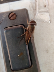 Tabanus