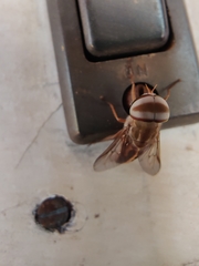 Tabanus
