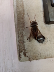 Tabanus