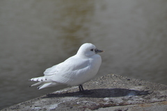 Pagophila eburnea