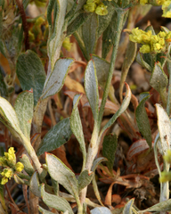 Eriogonum microtheca ambiguum