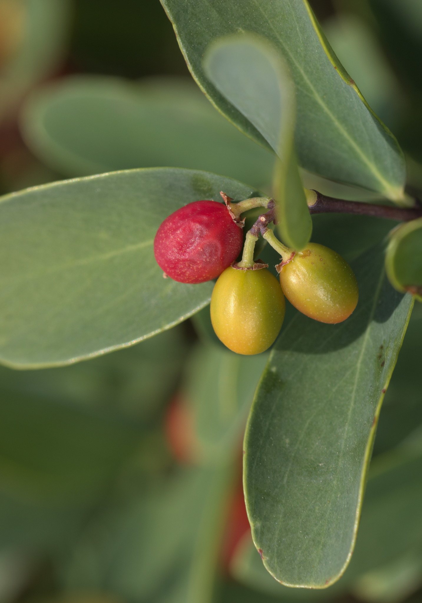 Thymelaeaceae