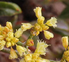 Eriogonum microtheca ambiguum