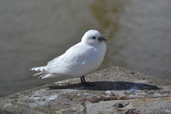 Pagophila eburnea