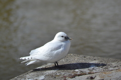 Pagophila eburnea