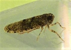 Plectoderini