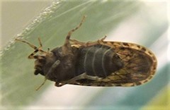 Plectoderini