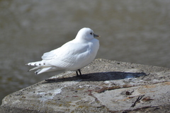 Pagophila eburnea
