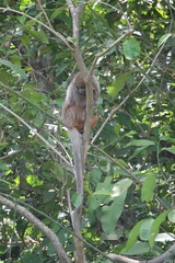 Plecturocebus donacophilus