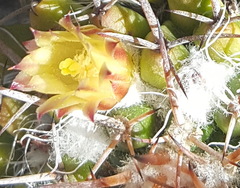 Mammillaria karwinskiana karwinskiana