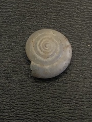 Glyphyalinia