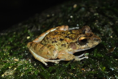 Craugastor aurilegulus