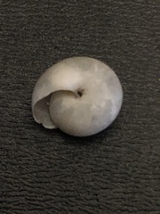 Glyphyalinia