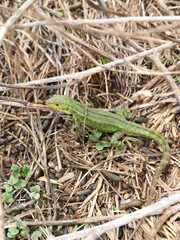 Stenocercus trachycephalus