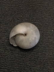 Glyphyalinia