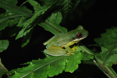 Duellmanohyla salvavida