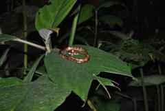 Chironius grandisquamis