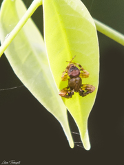 Ocrepeira covillei