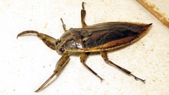 Lethocerus annulipes