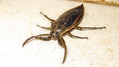Lethocerus annulipes