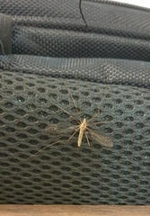 Leptotarsus