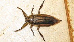 Lethocerus annulipes