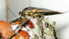 Lethocerus annulipes