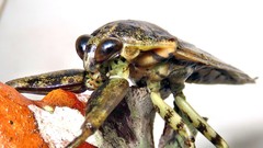 Lethocerus annulipes