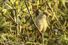 Euphonia affinis