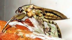 Lethocerus annulipes