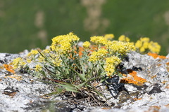 Odontarrhena obtusifolia