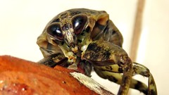 Lethocerus annulipes