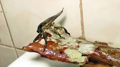 Lethocerus annulipes