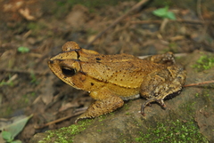 Incilius leucomyos