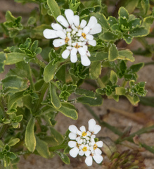 Iberis procumbens procumbens