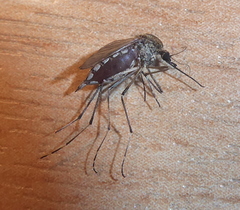 Aedes