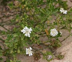 Iberis procumbens procumbens