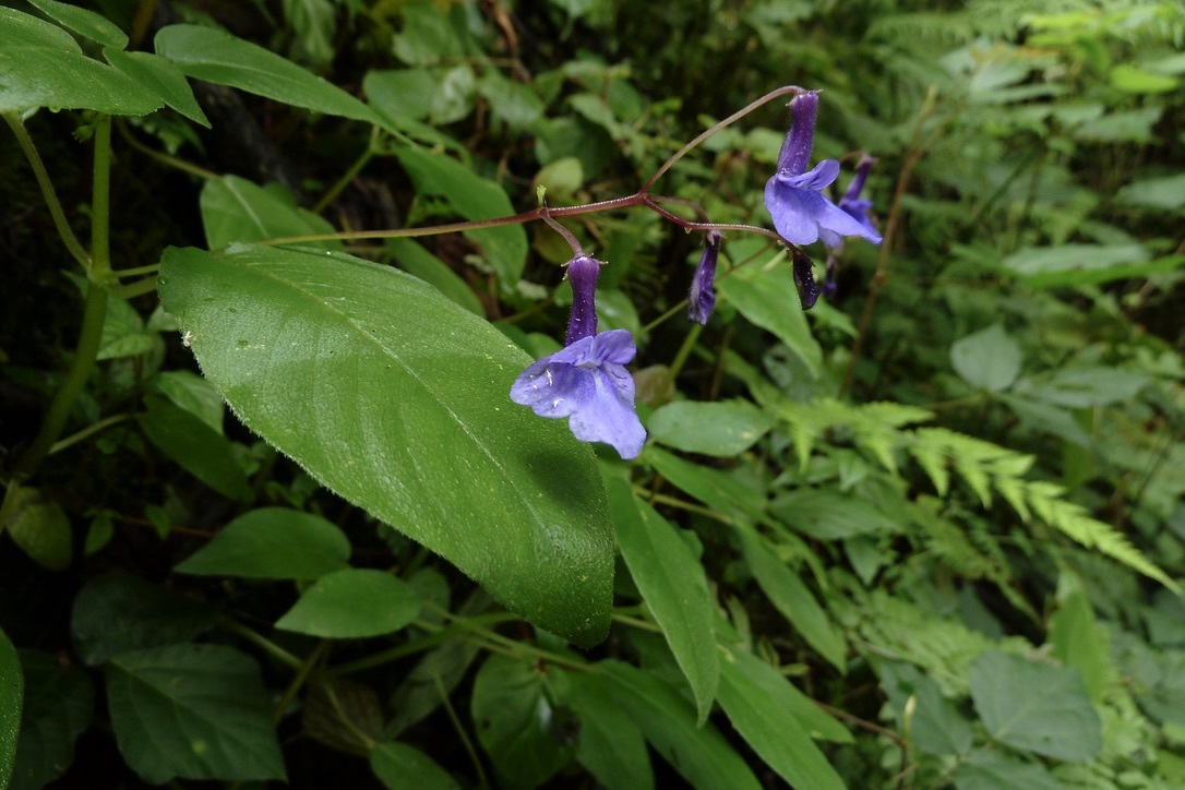 Streptocarpus buchananii