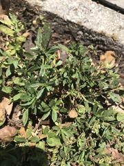 Spermacoce verticillata