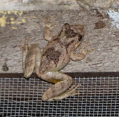 Scinax acuminatus