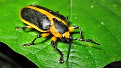 Mecistomela marginata