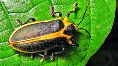Mecistomela marginata