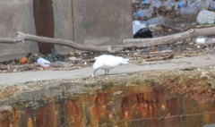 Pagophila eburnea