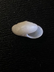 Glyphyalinia