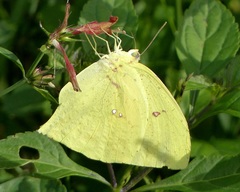 Phoebis neocypris neocypris