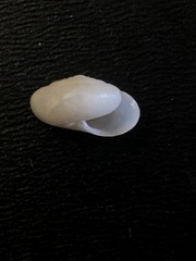Glyphyalinia