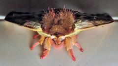 Dirphiopsis multicolor