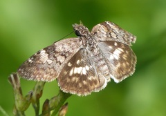 Chiomara asychis autander