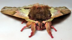 Dirphiopsis multicolor