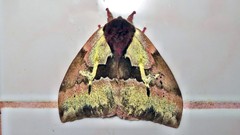 Dirphiopsis multicolor